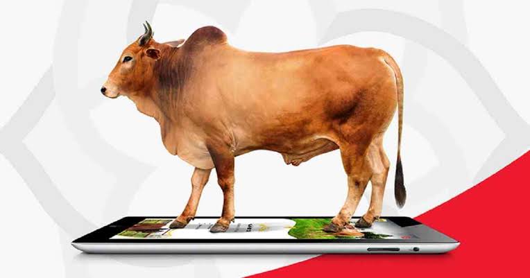 Digital cattle business gains popularity in Rajshahi