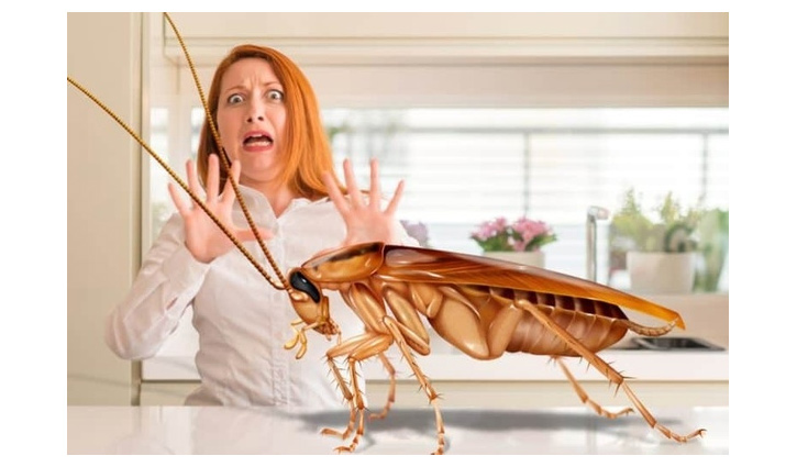 Catacridaphobia: Fear of cockroaches