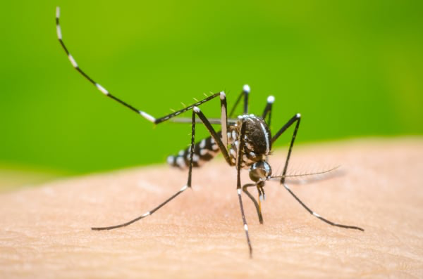 Nine dengue patients die, 2,149 hospitalised in 24hrs