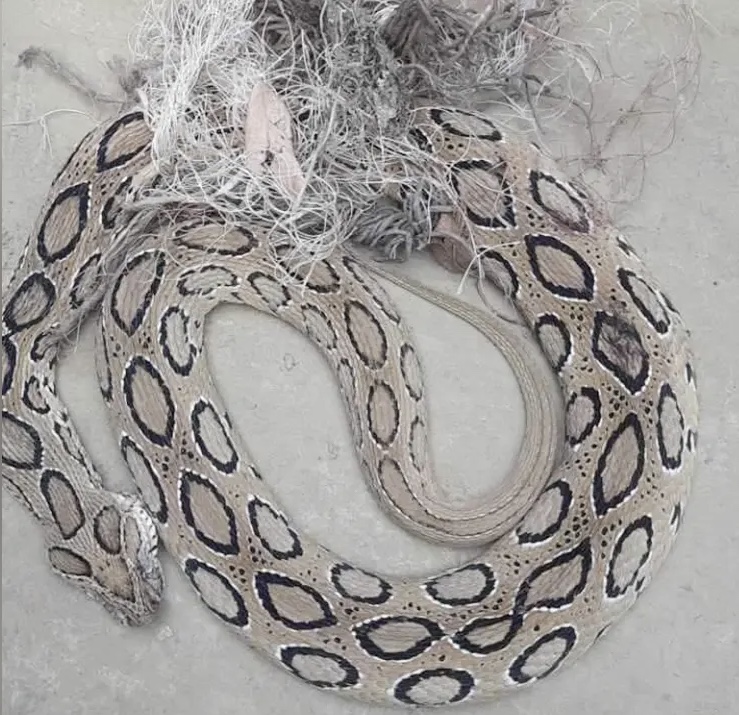রাসেল ভাইপার সাপ  ছড়িয়ে পড়েছে আতঙ্ক
