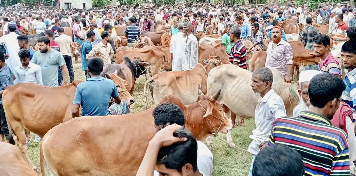 আড়াইশ বছরের ভোলায় পশুর হাট